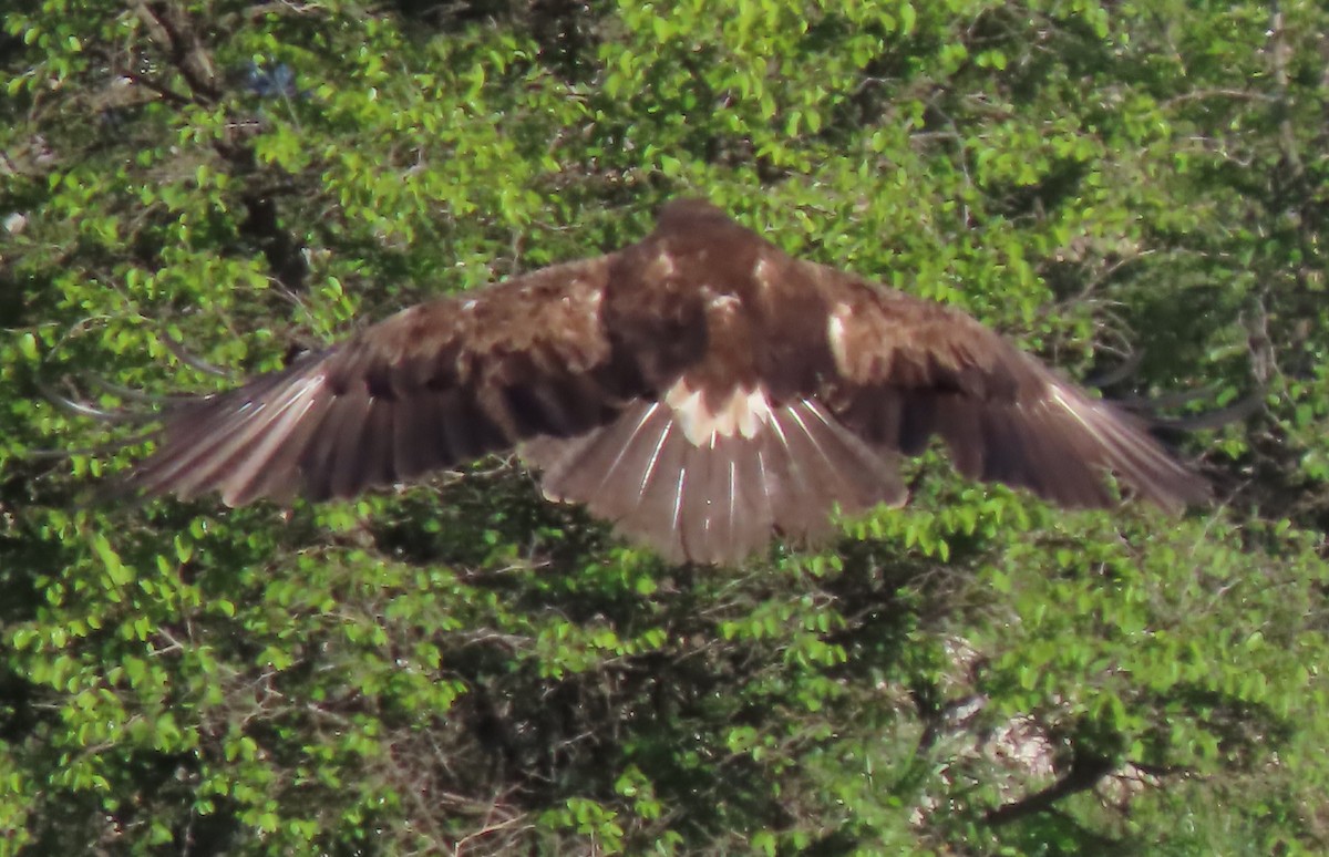 Lesser Spotted Eagle - ML619492632