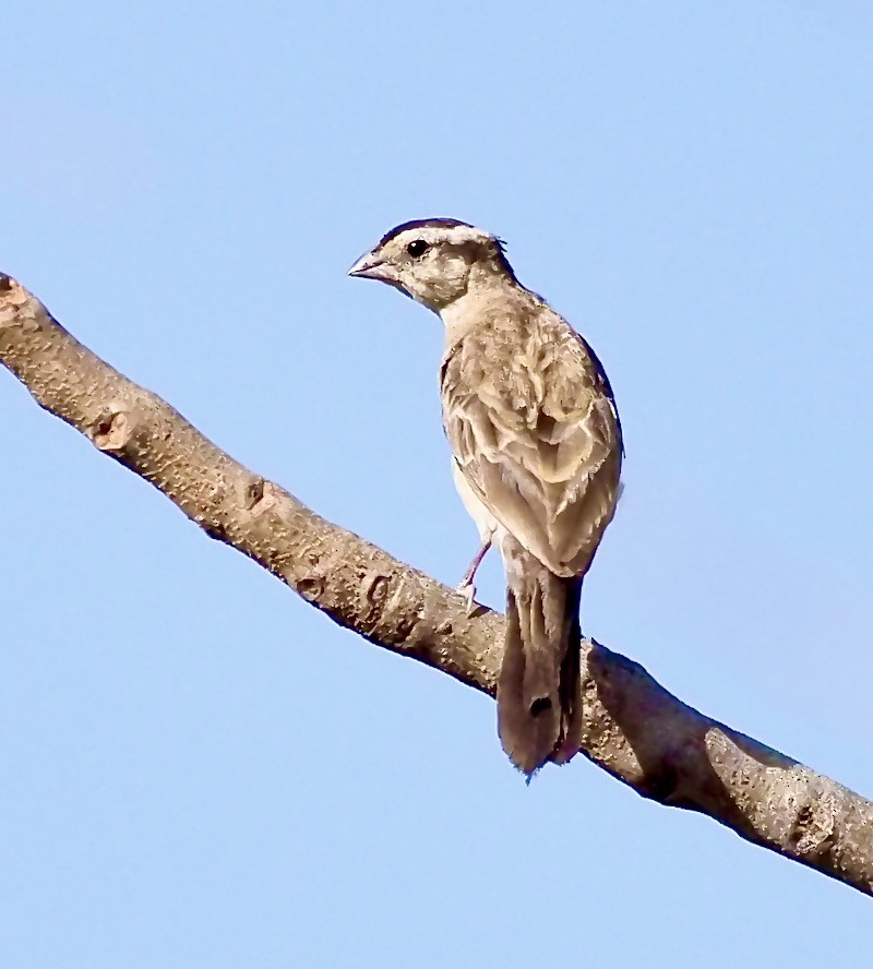 Sahel Bush Sparrow - ML619492643