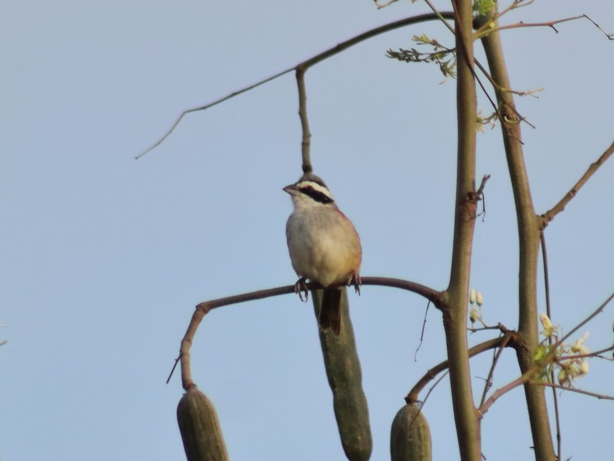 Stripe-headed Sparrow - ML619492645
