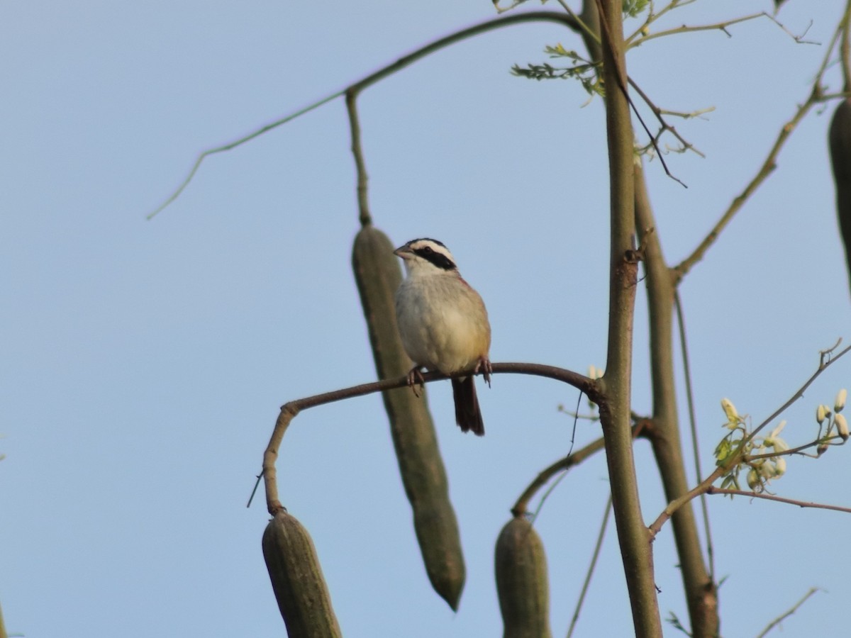 Stripe-headed Sparrow - ML619492646