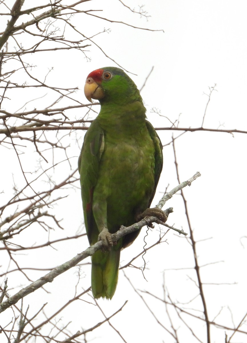 Red-crowned Parrot - ML619492657