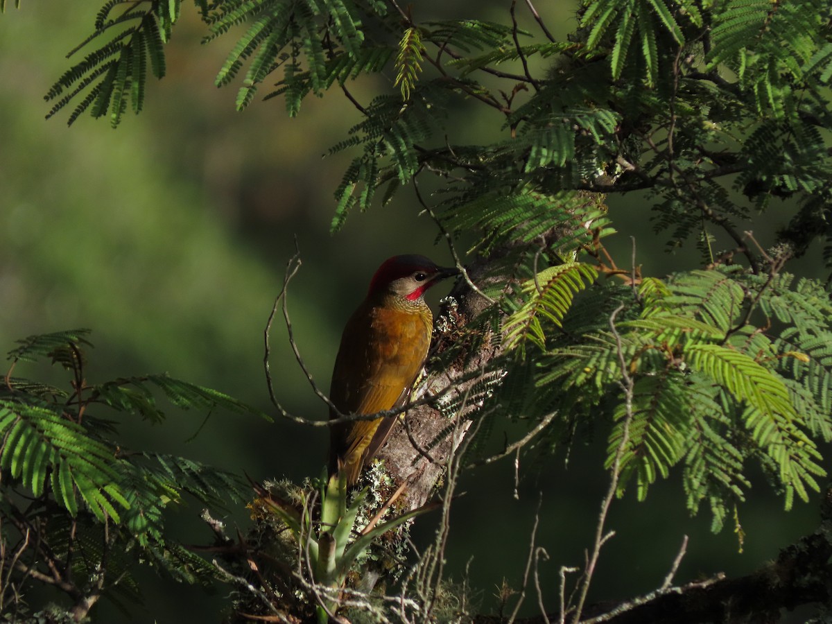 Golden-olive Woodpecker - ML619492685