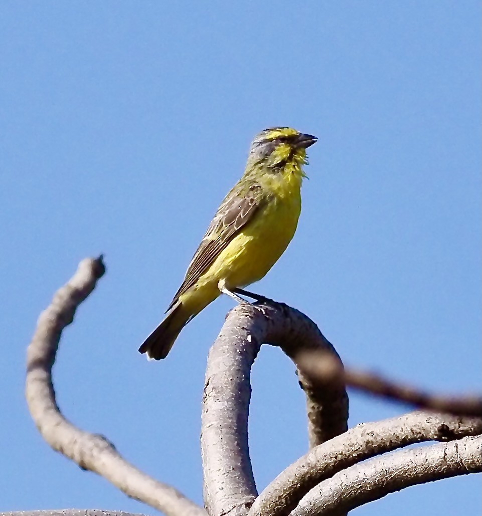 Yellow-fronted Canary - ML619492738