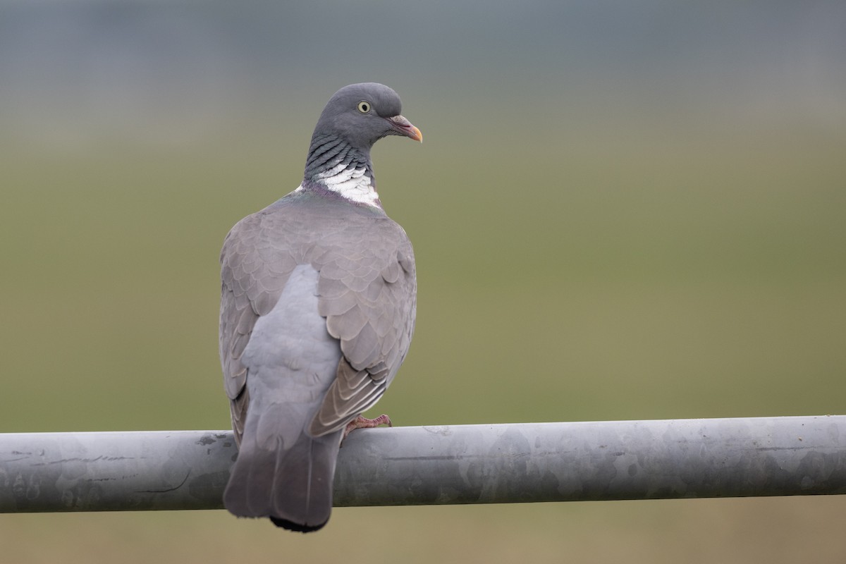 Common Wood-Pigeon - ML619492741