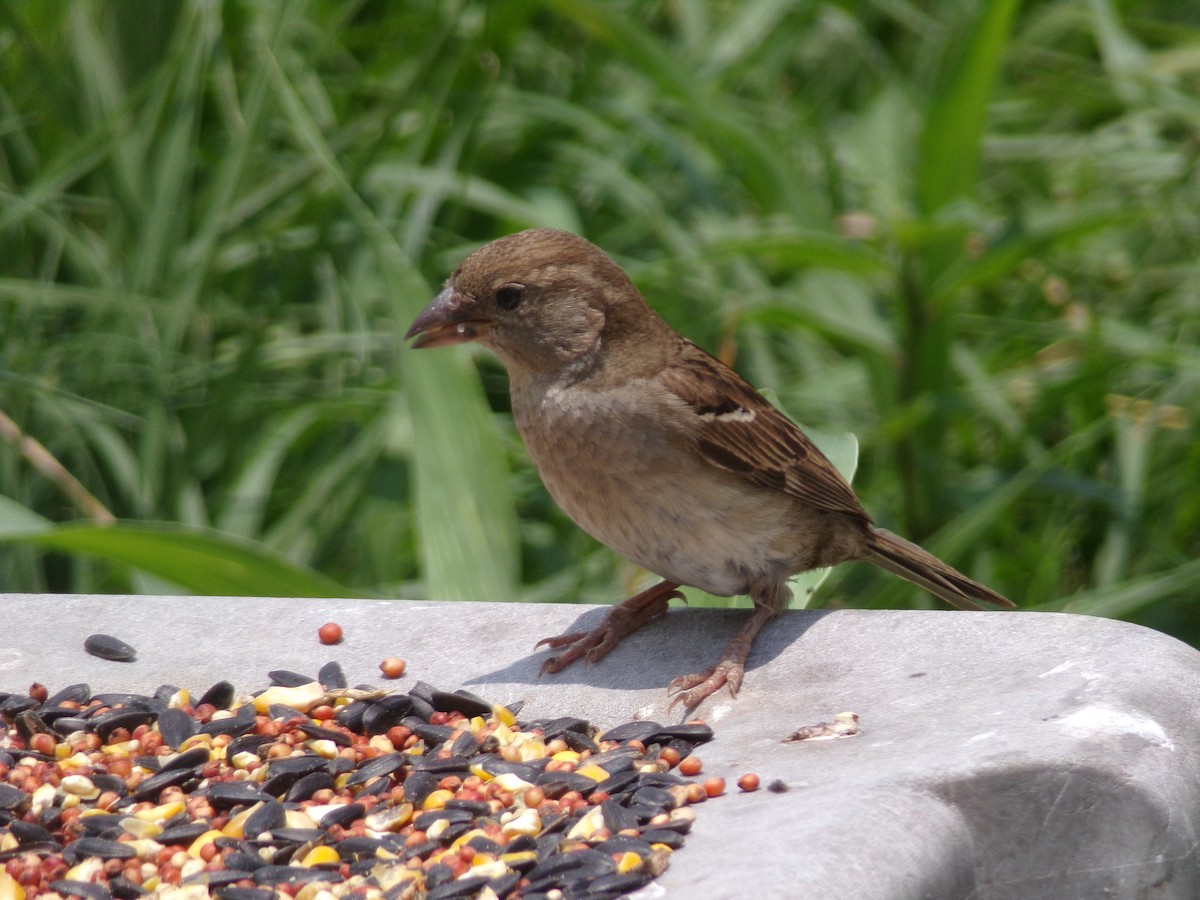 House Sparrow - ML619492755