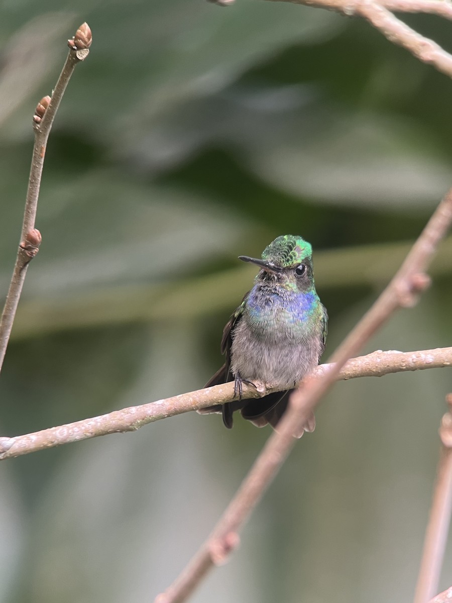 Charming Hummingbird - ML619492771