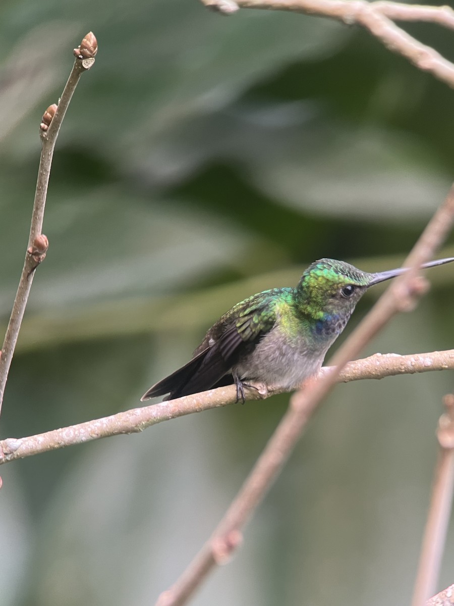 Charming Hummingbird - ML619492772