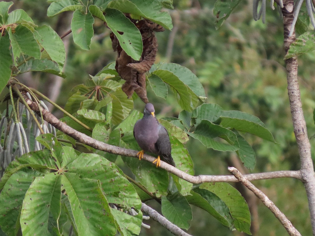 Band-tailed Pigeon - ML619492776