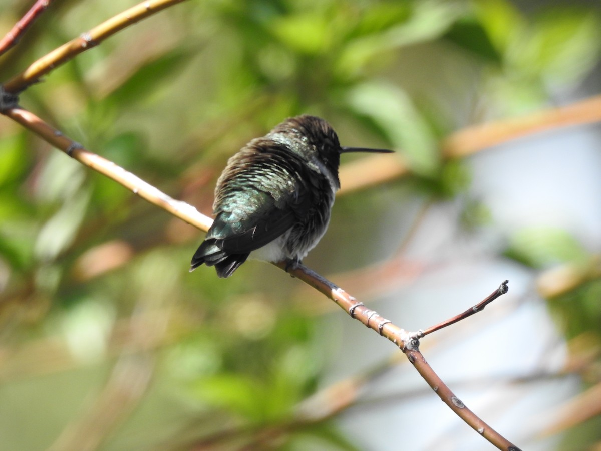 Black-chinned Hummingbird - ML619492781