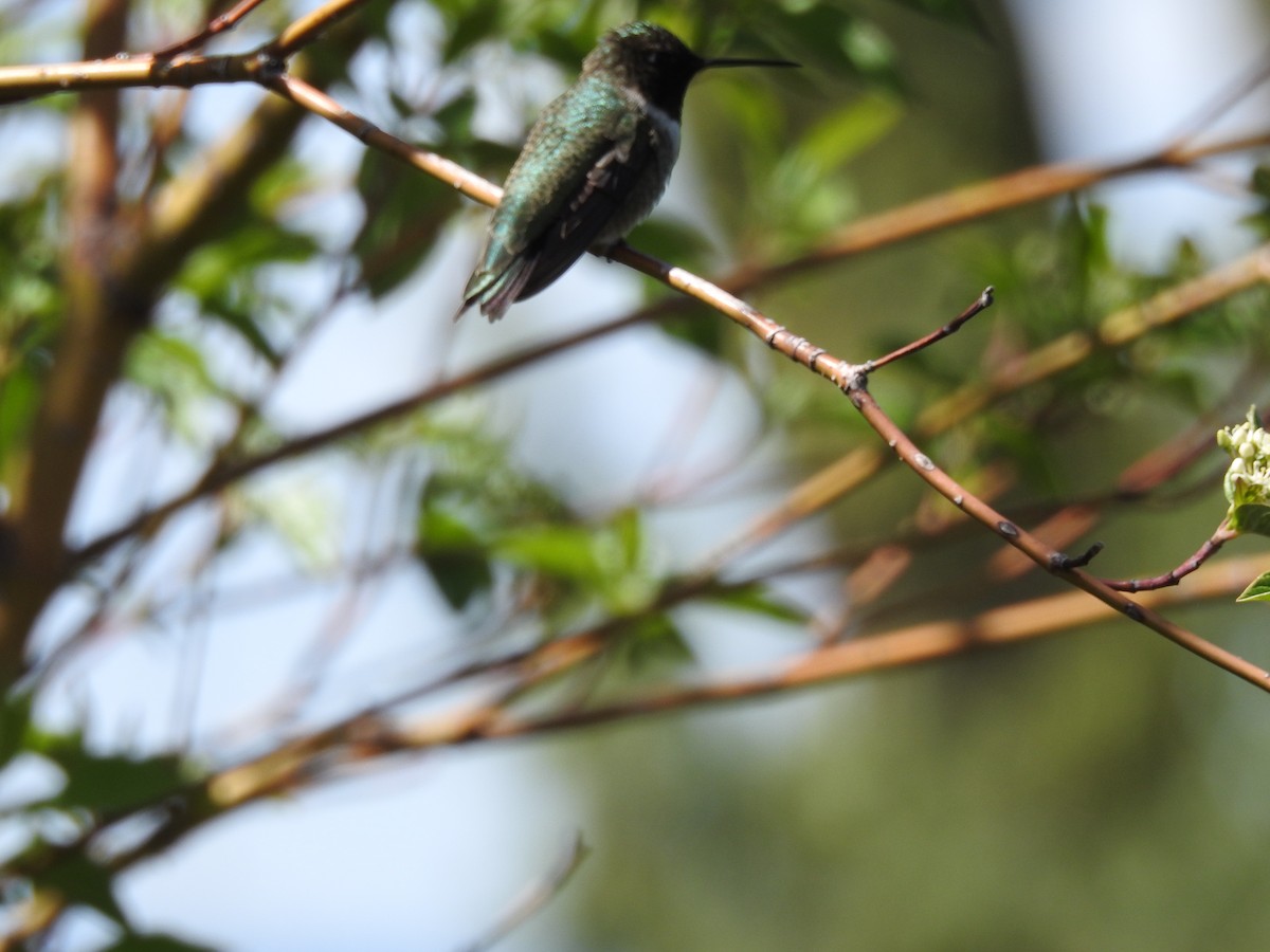 Black-chinned Hummingbird - ML619492794