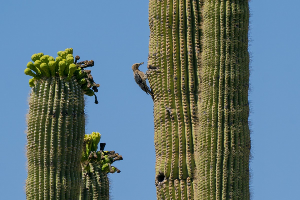 Pic des saguaros - ML619492803