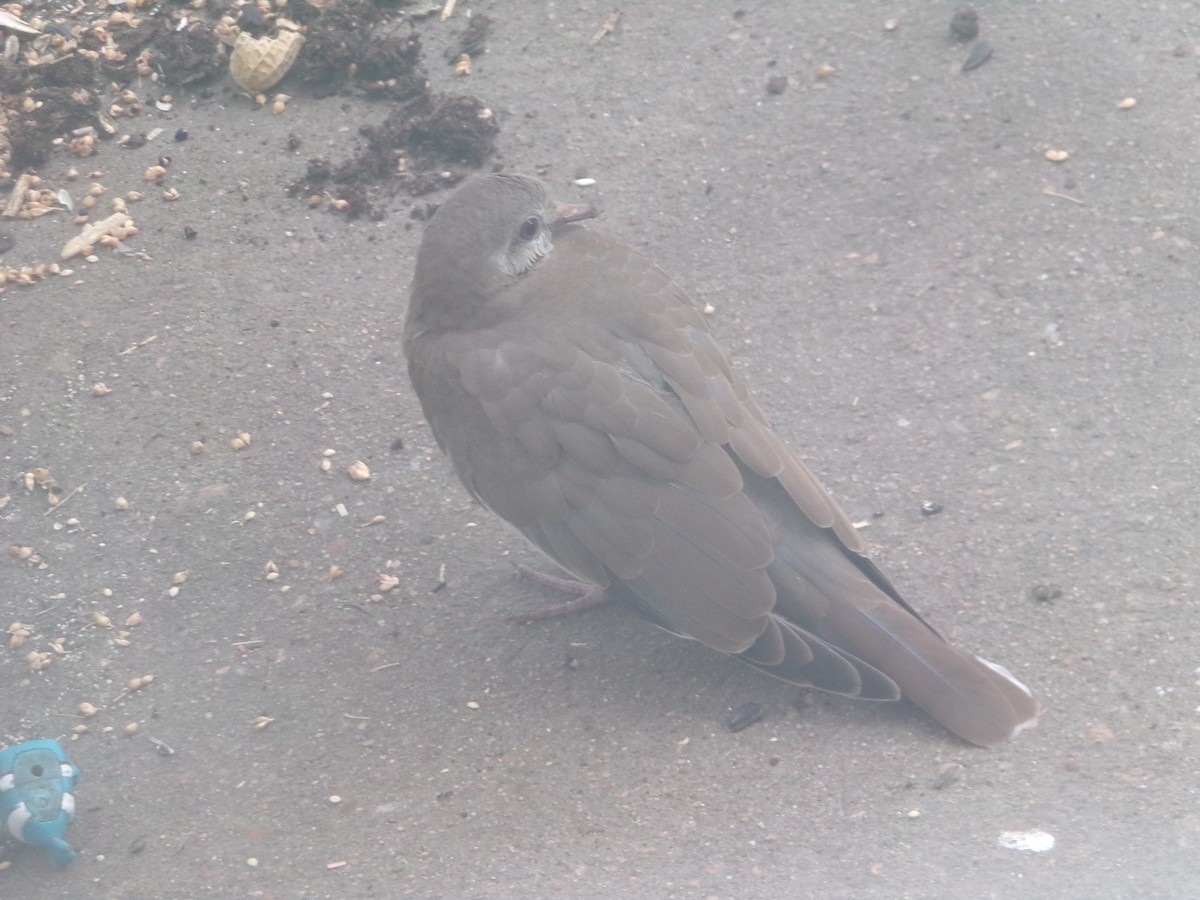 White-winged Dove - ML619492818