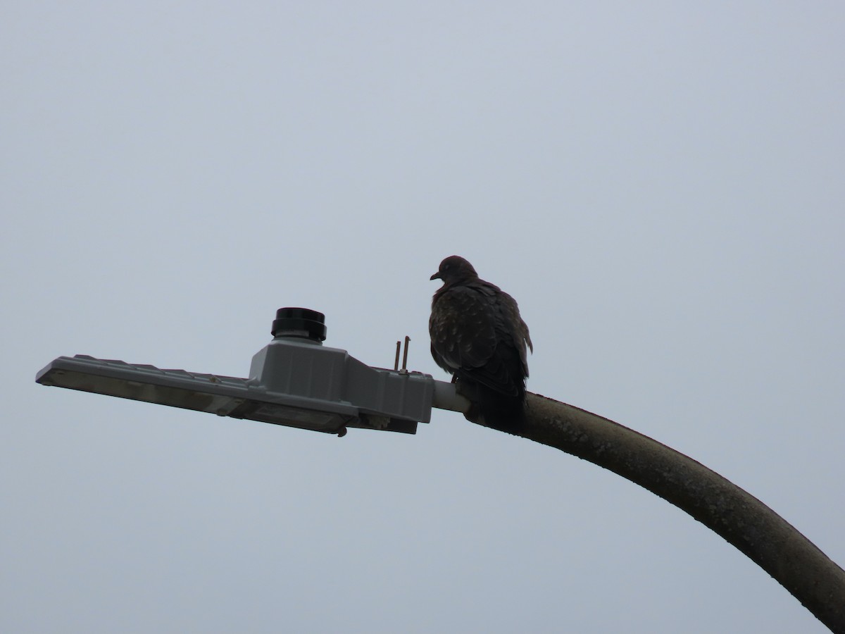 Spot-winged Pigeon - ML619492826