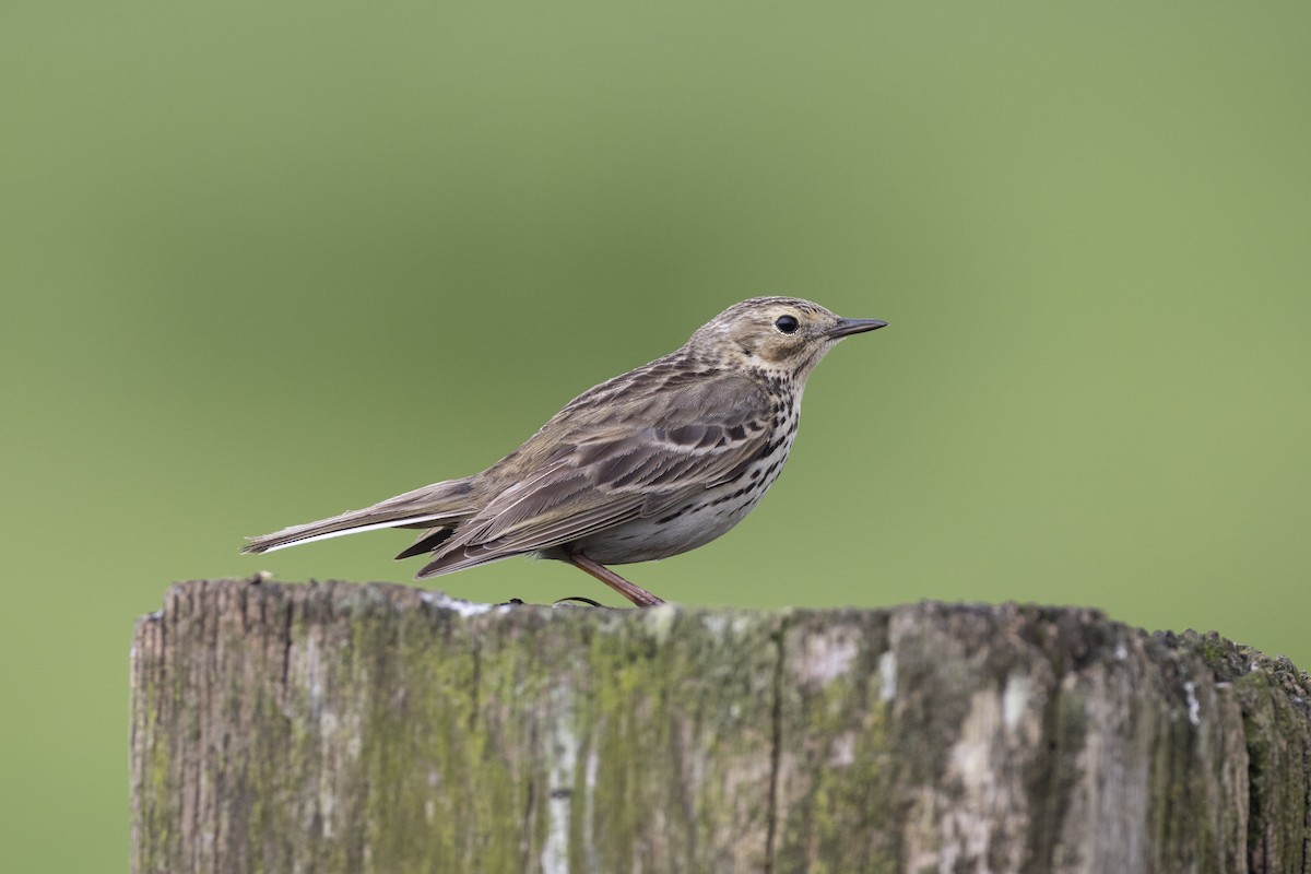 Meadow Pipit - ML619492893