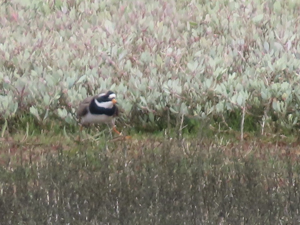 Common Ringed Plover - ML619492979