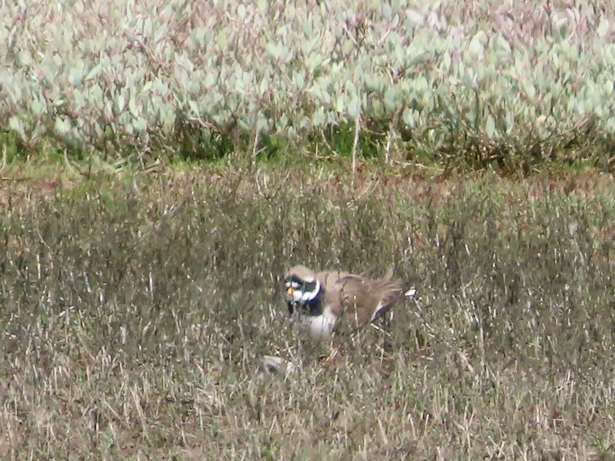Common Ringed Plover - ML619492980