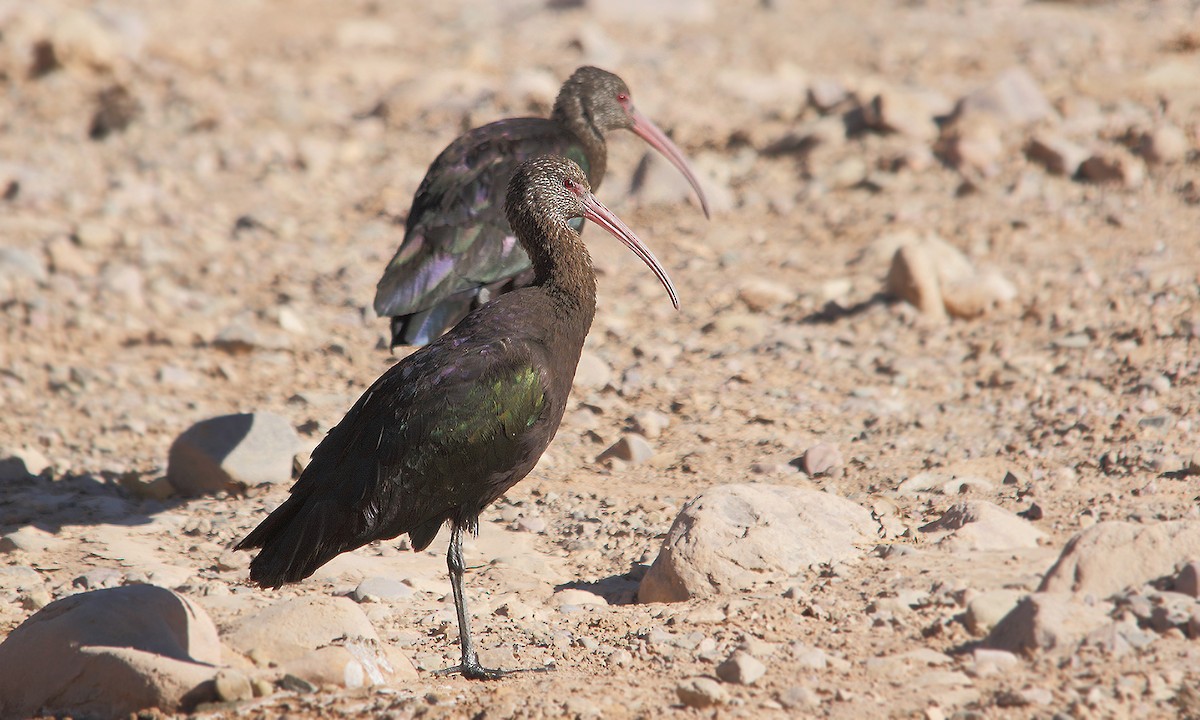 ibis americký - ML619493019