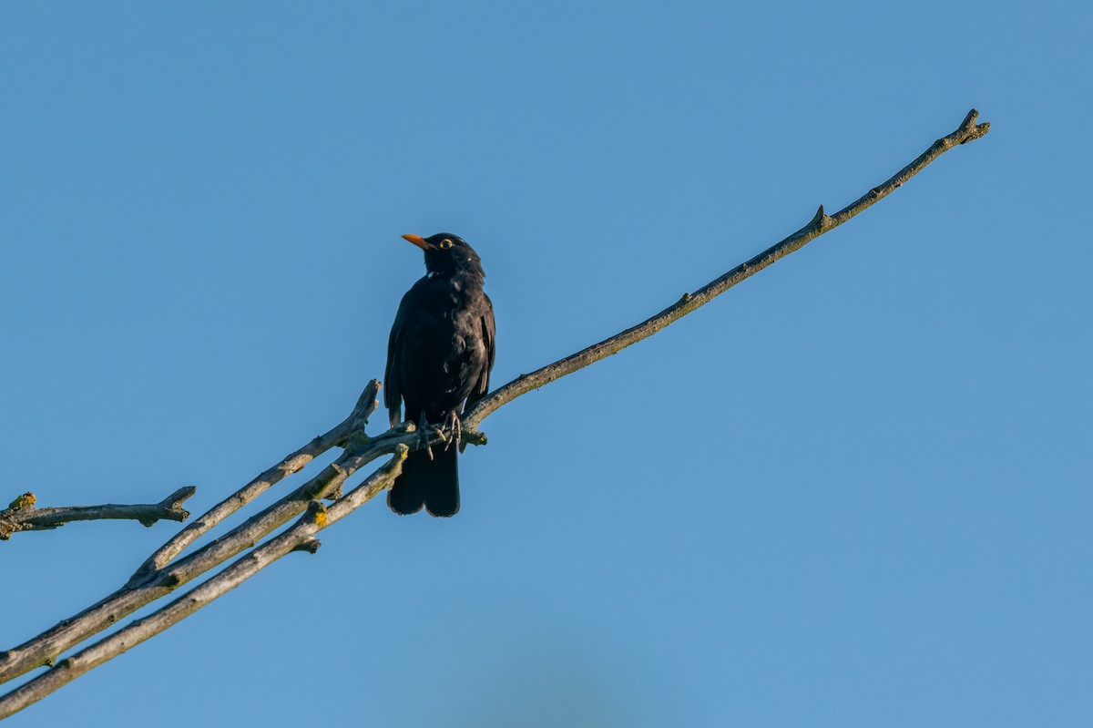 Eurasian Blackbird - ML619493045