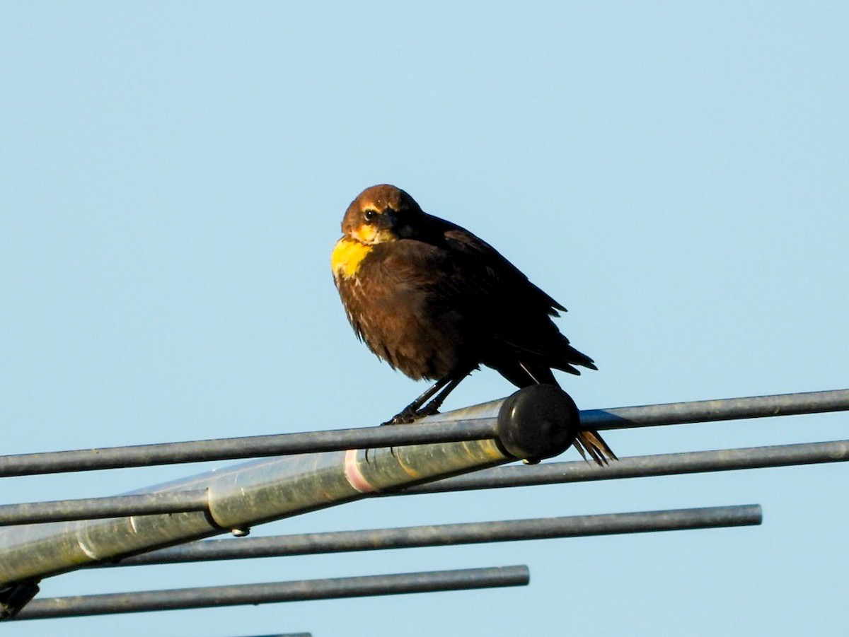 Yellow-headed Blackbird - ML619493070