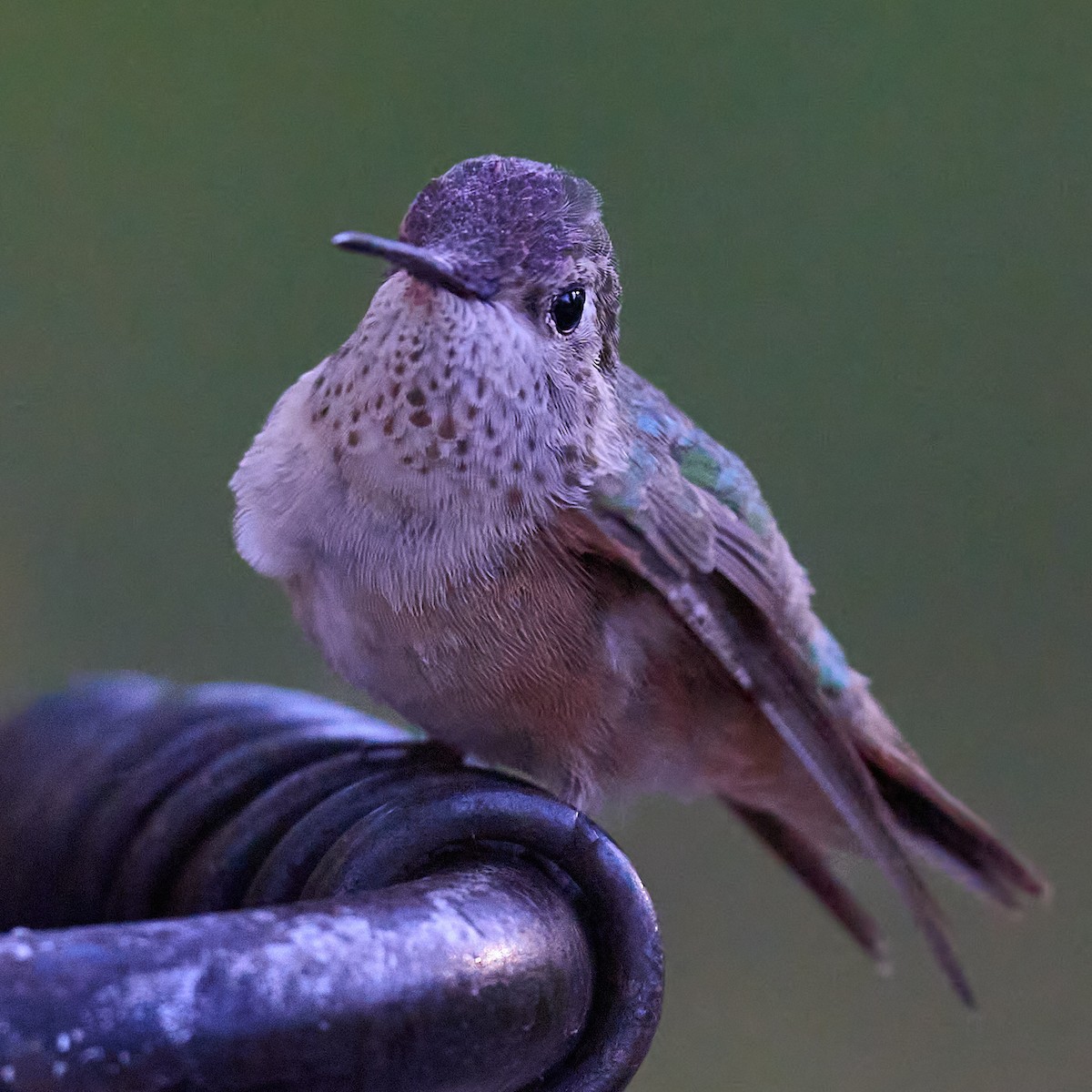 Broad-tailed Hummingbird - ML619493072