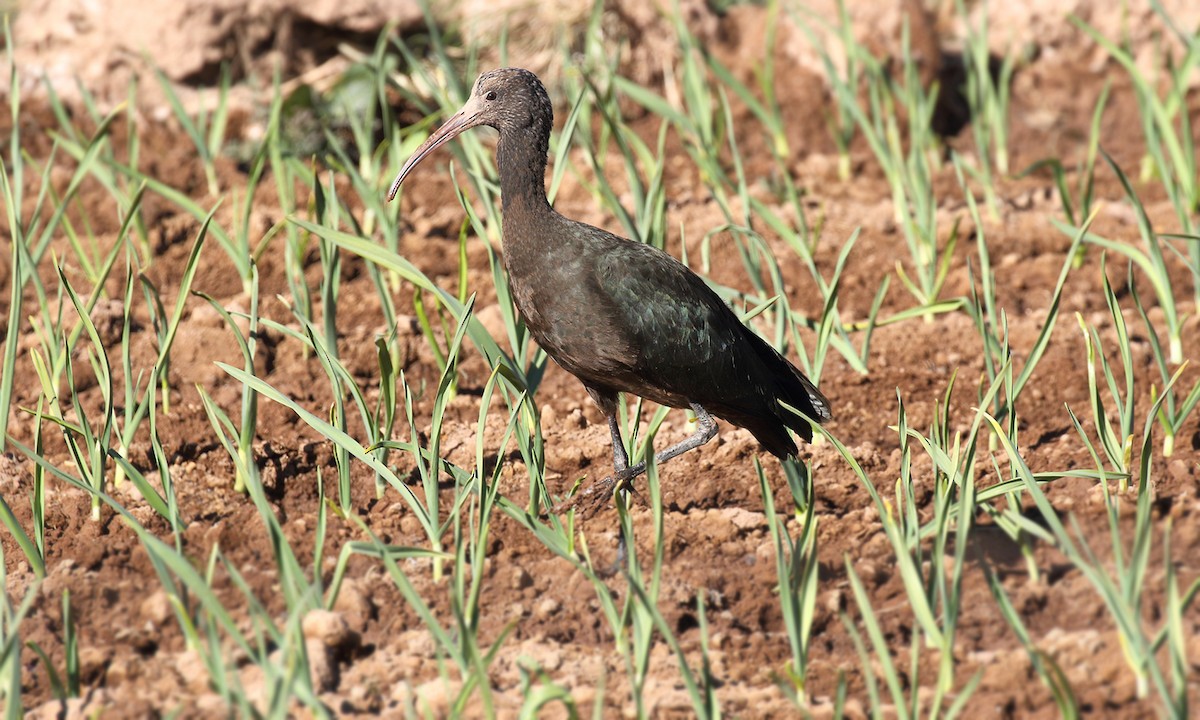 ibis andský - ML619493117