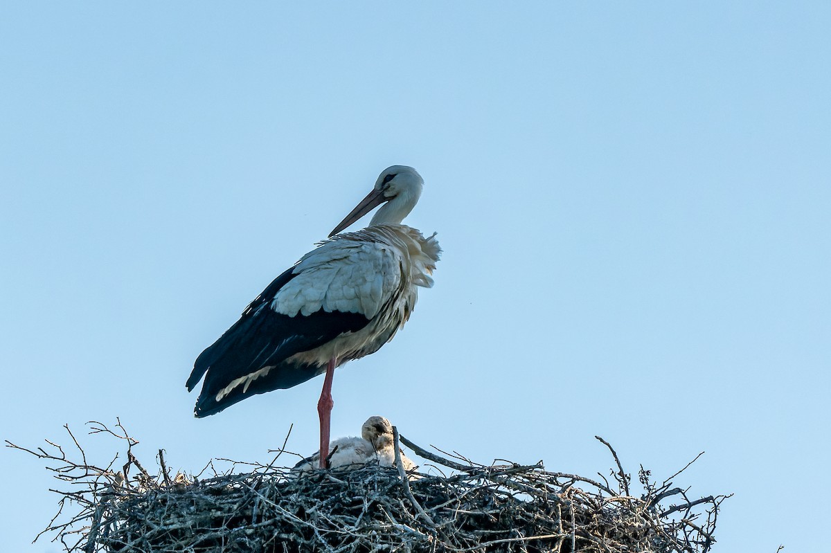 White Stork - ML619493203