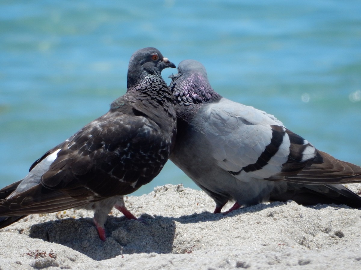 Rock Pigeon (Feral Pigeon) - ML619493210