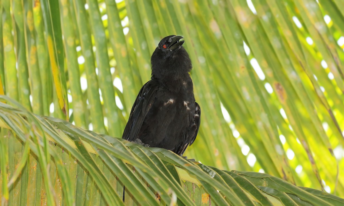 White-necked Crow - ML619493239