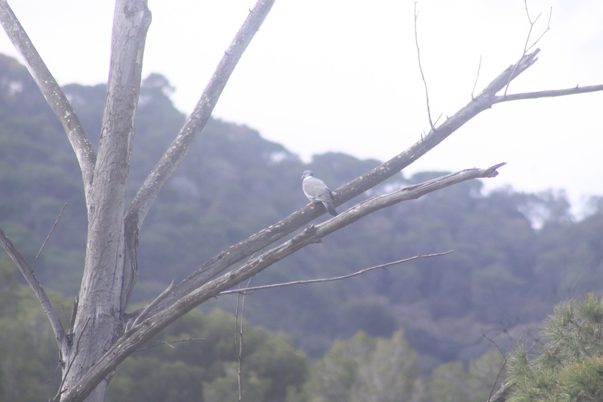 Common Wood-Pigeon - ML619493265