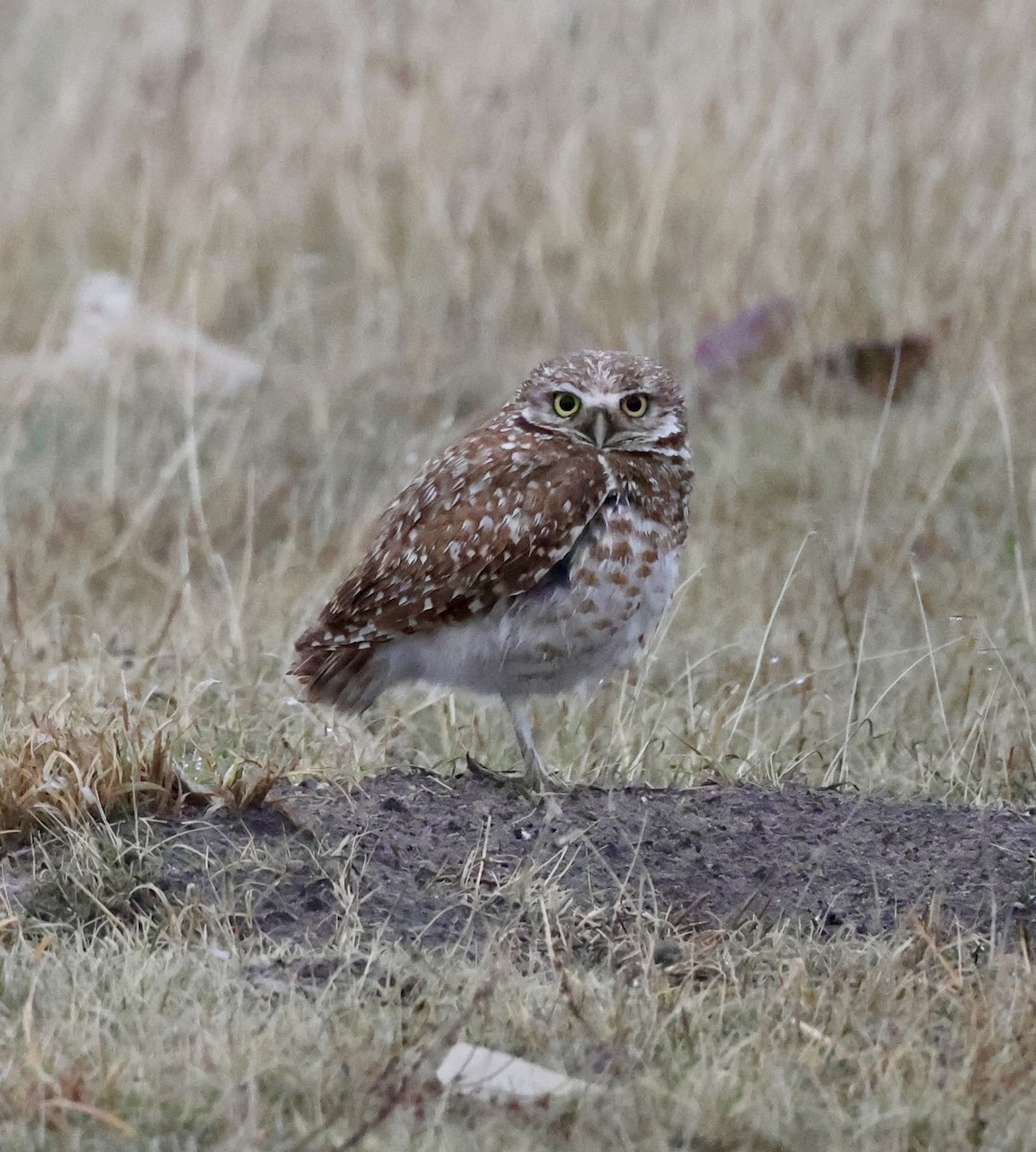 Burrowing Owl - ML619493296