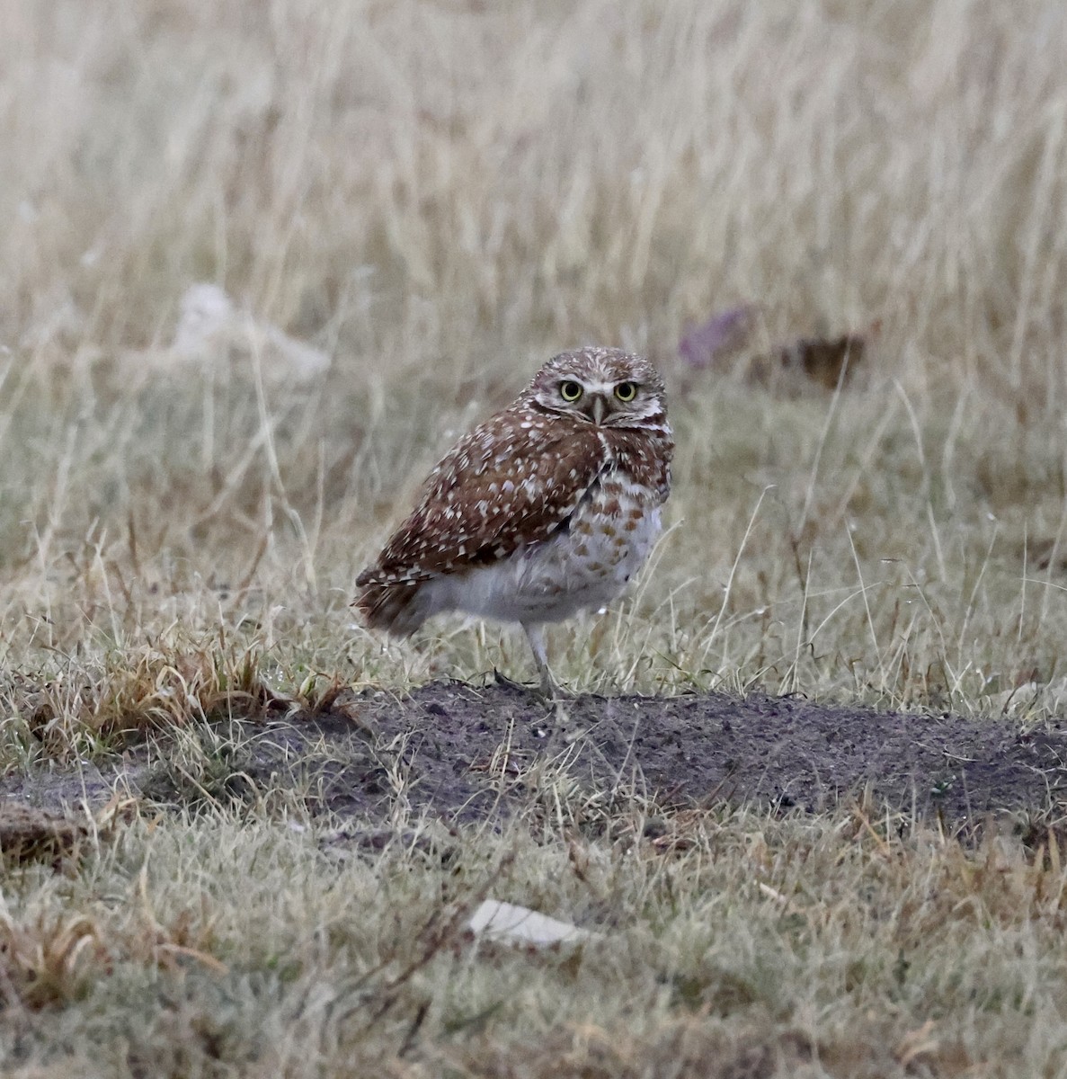 Burrowing Owl - ML619493297