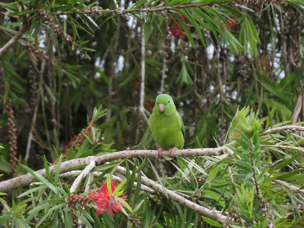 Spectacled Parrotlet - ML619493303