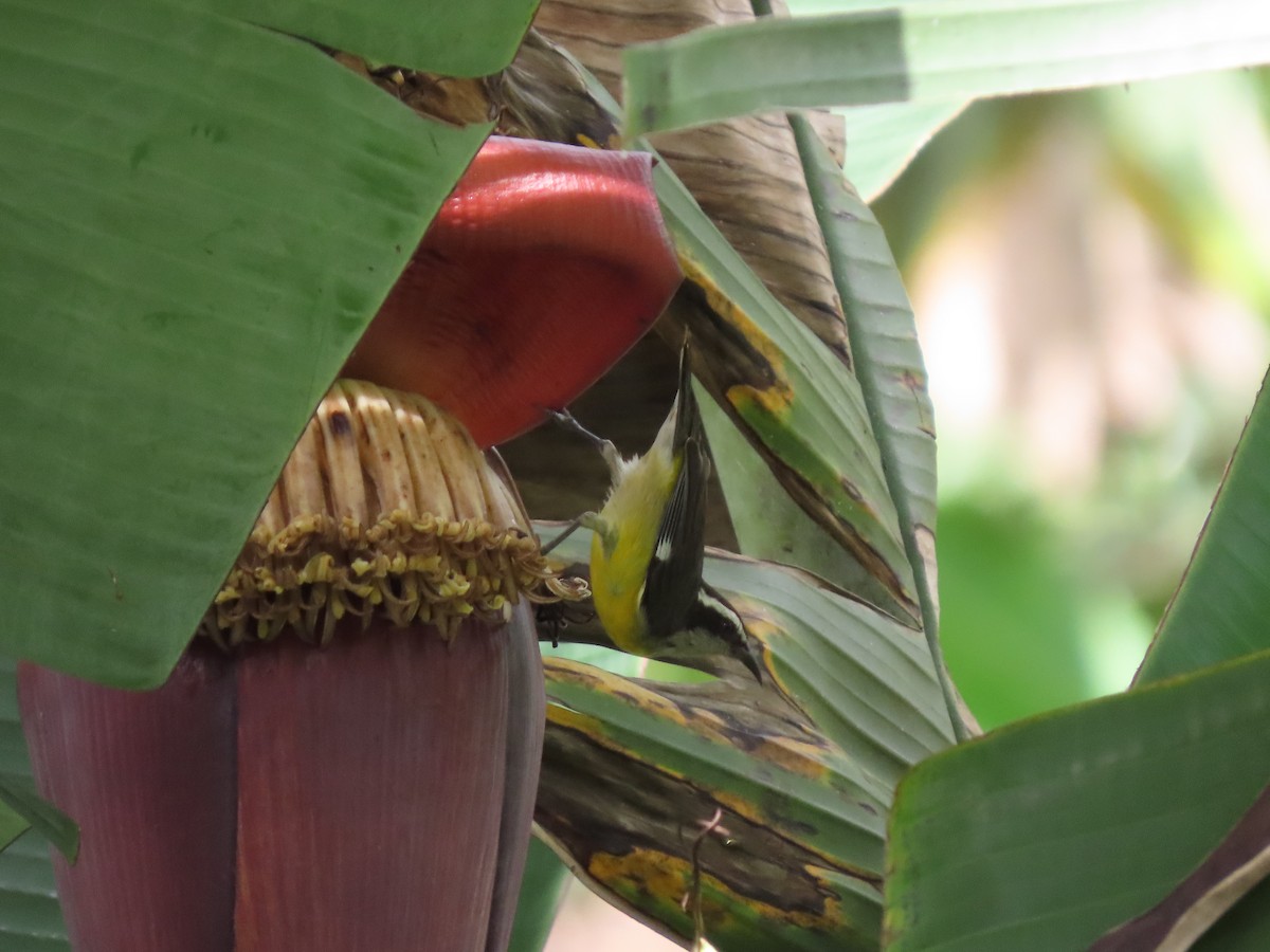 "Банановая кареба, сахарная цветочница" - ML619493320