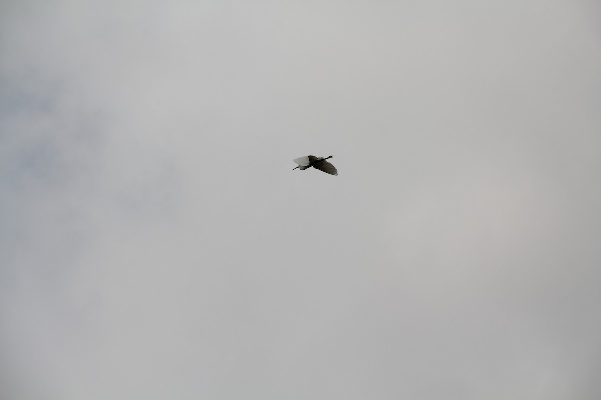 Чапля єгипетська (підвид ibis) - ML619493355