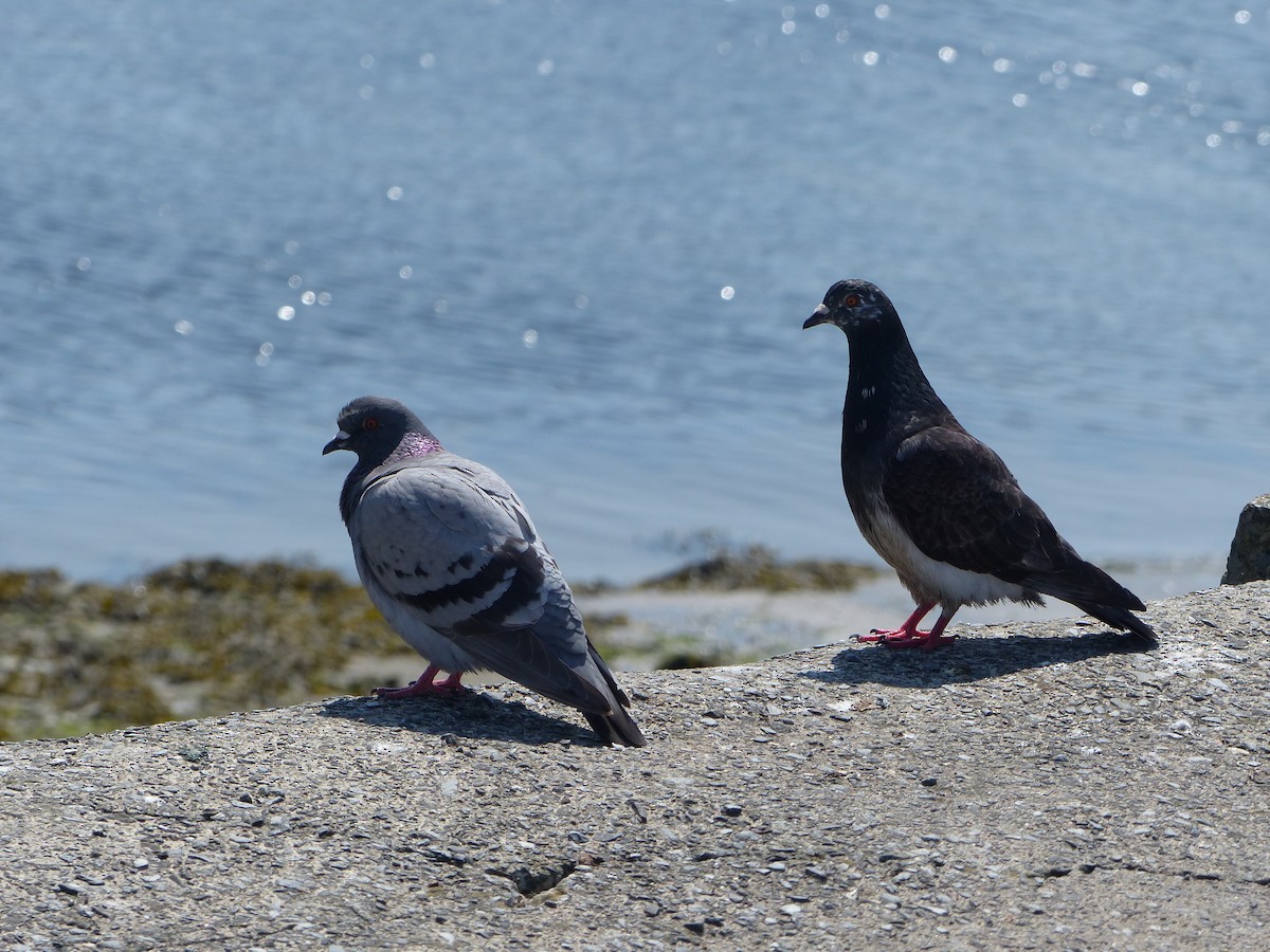 Rock Pigeon (Feral Pigeon) - ML619493389