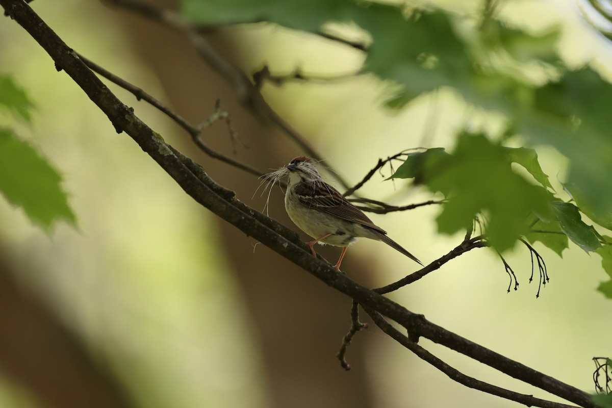 Chipping Sparrow - ML619493393