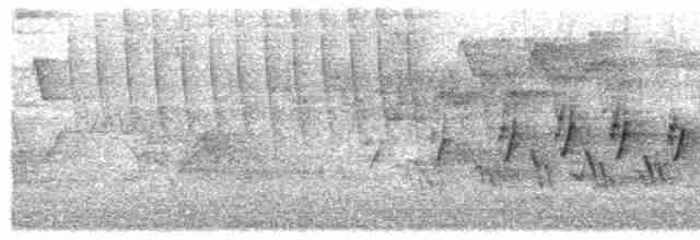 Черногорлая хвойница - ML619493402