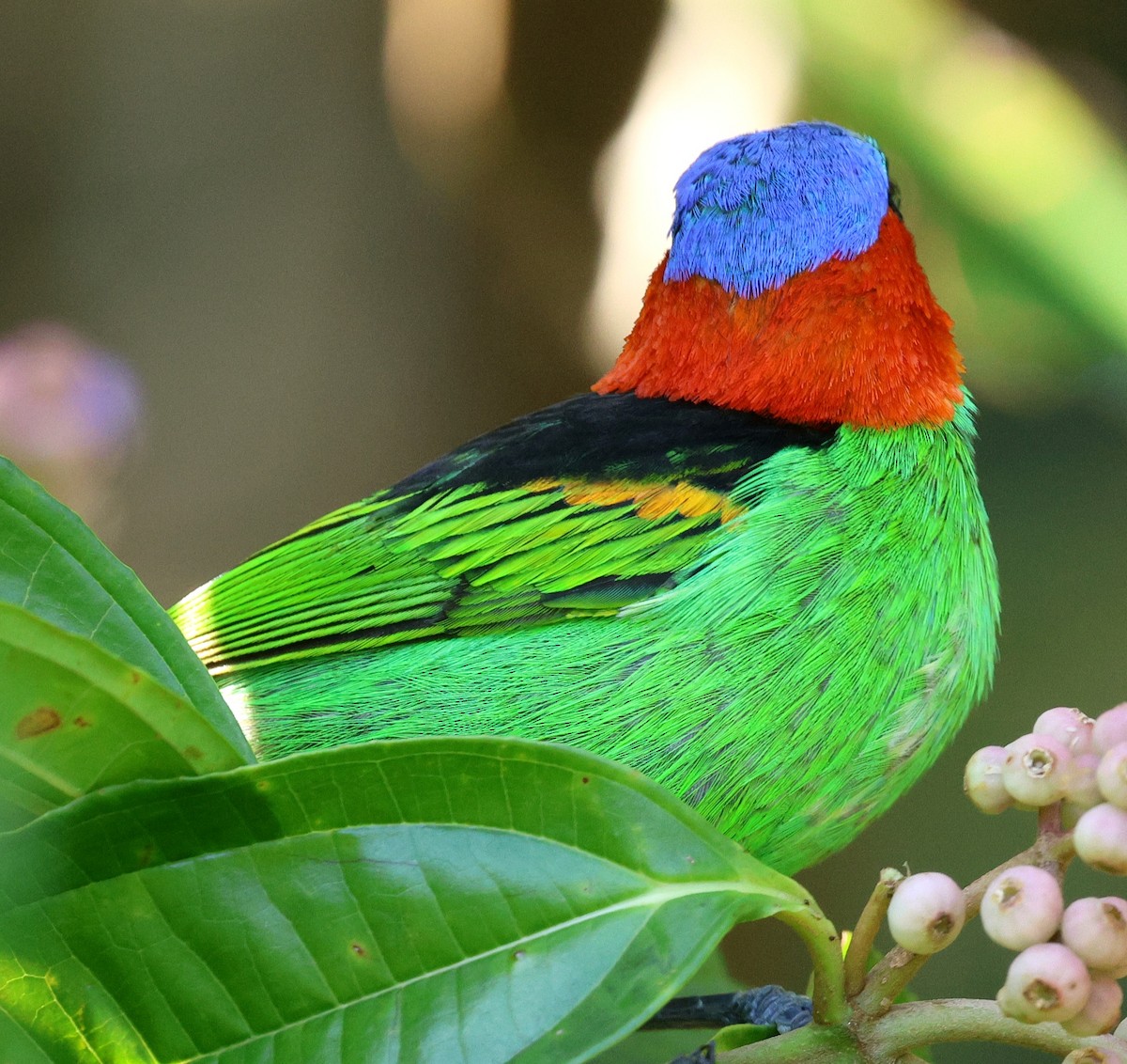 Red-necked Tanager - ML619493497