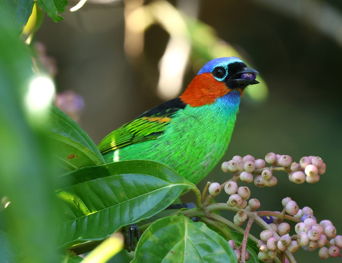 Red-necked Tanager - ML619493498
