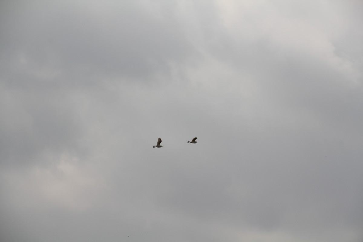 Чапля єгипетська (підвид ibis) - ML619493519