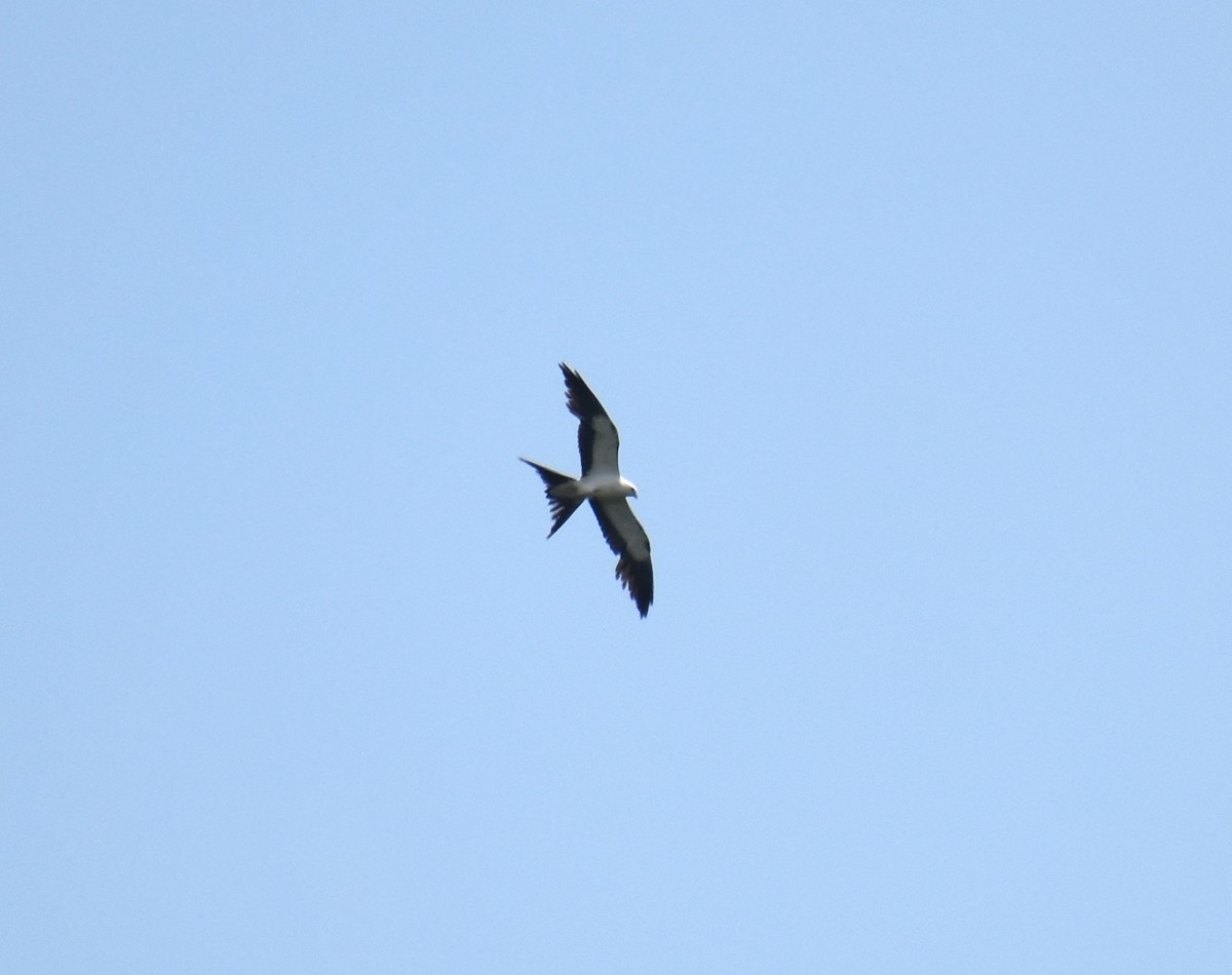 Swallow-tailed Kite - ML619493527