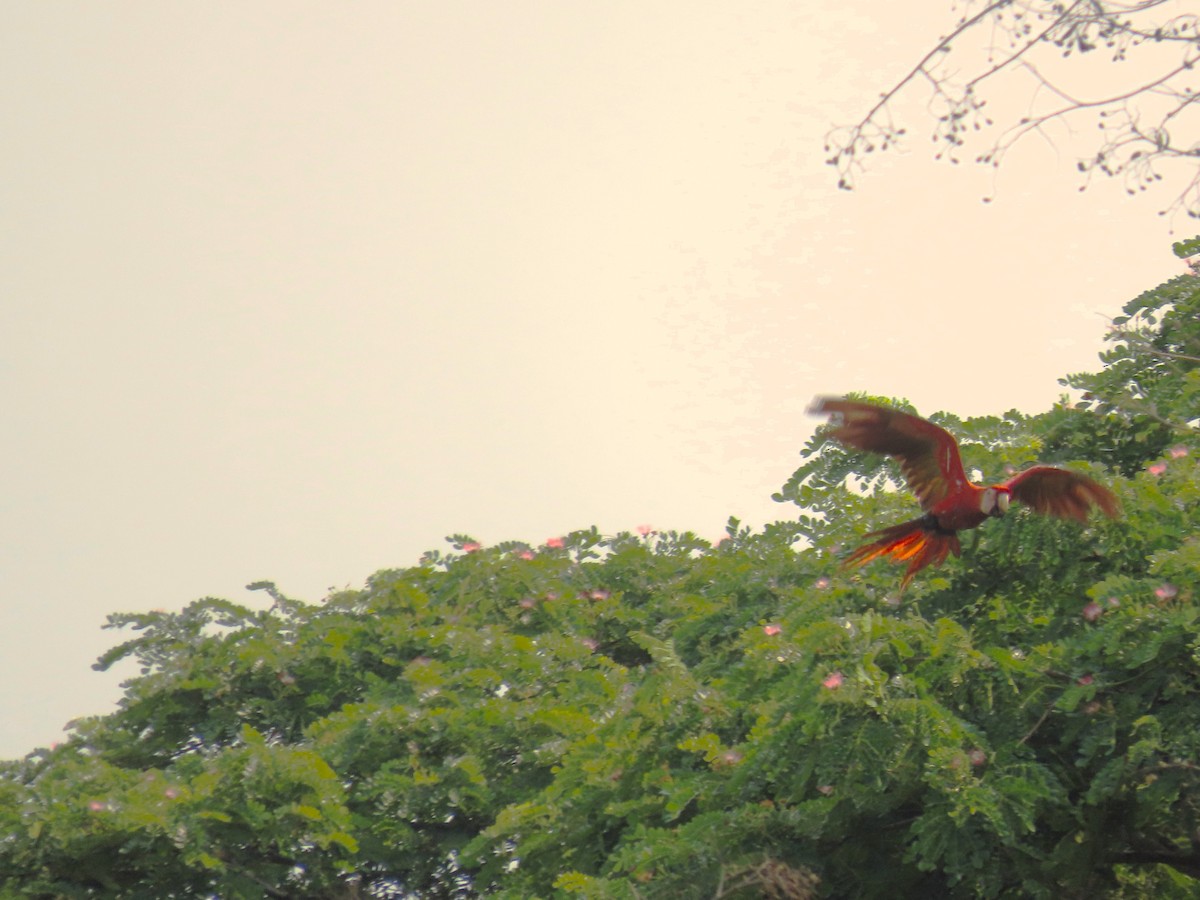 Scarlet Macaw - ML619493576