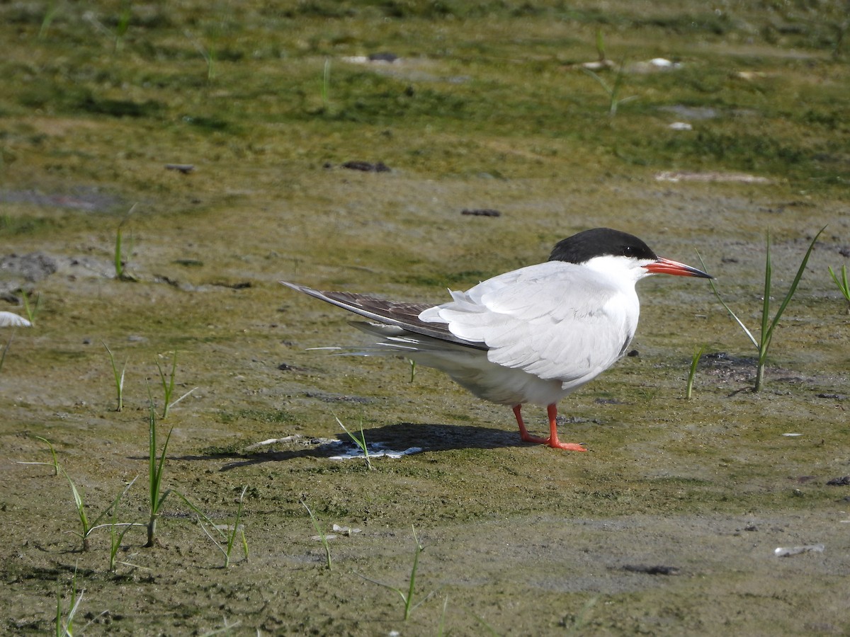Common Tern - ML619493595