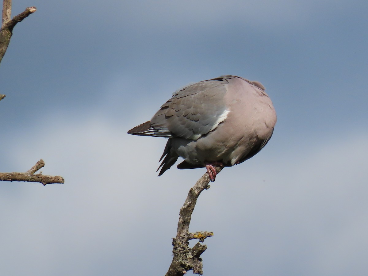 Common Wood-Pigeon - ML619493631