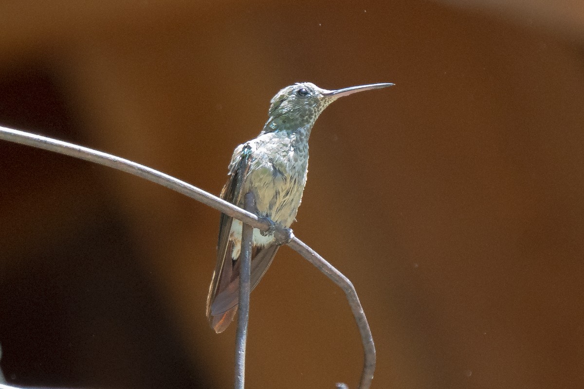 kolibřík mexický - ML619493678
