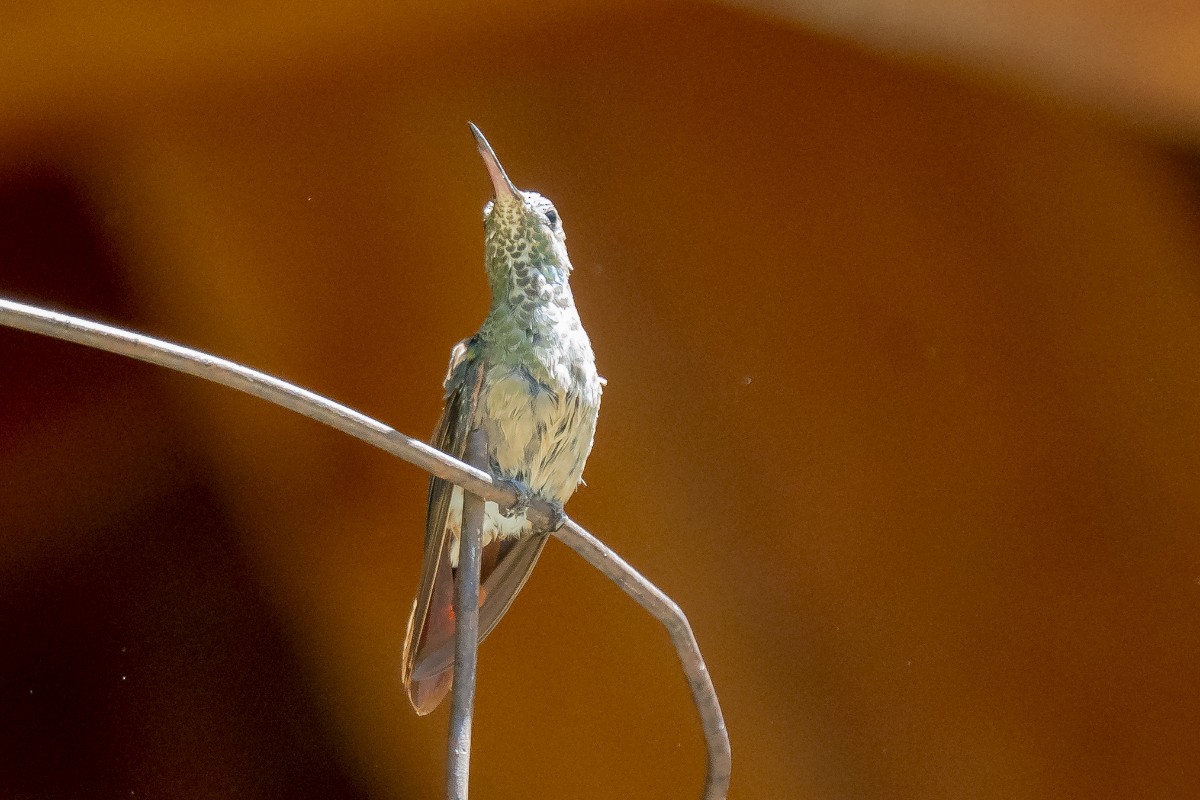 kolibřík mexický - ML619493679