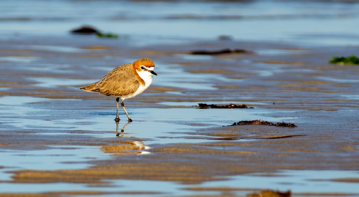 Red-capped Plover - ML619493684