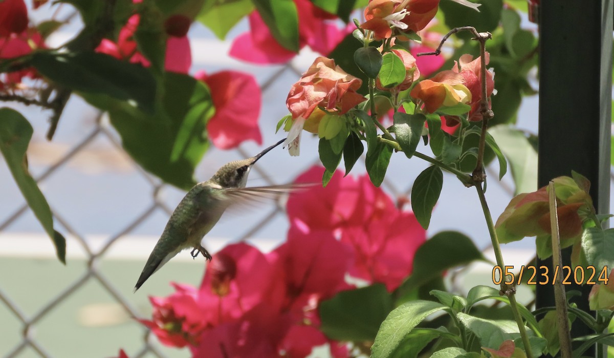 Ruby-throated Hummingbird - ML619493721