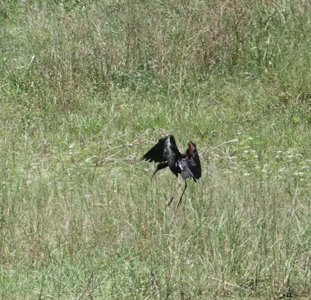 ibis hnědý - ML619493744