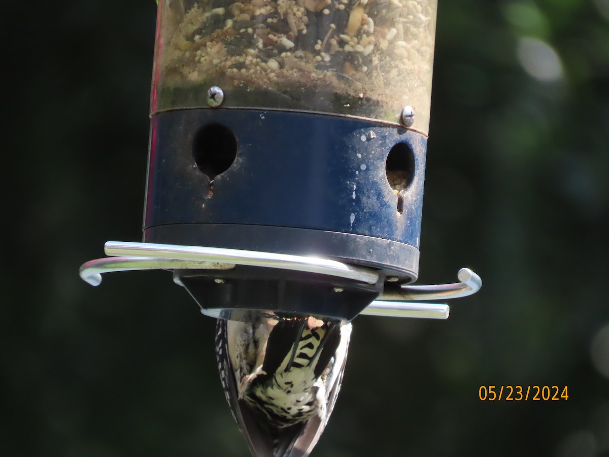 Red-bellied Woodpecker - ML619493811